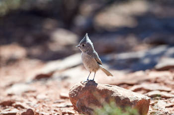 Wildlife Yellowstone<br>NIKON D4, 500 mm, 220 ISO,  1/1000 sec,  f : 5.6 